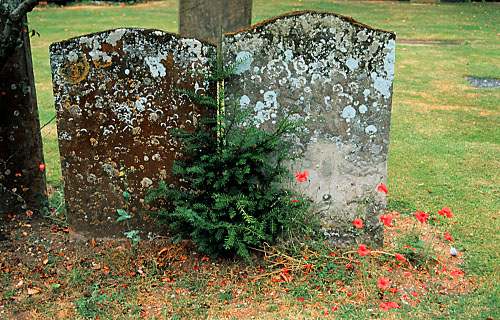 2 stones & poppies